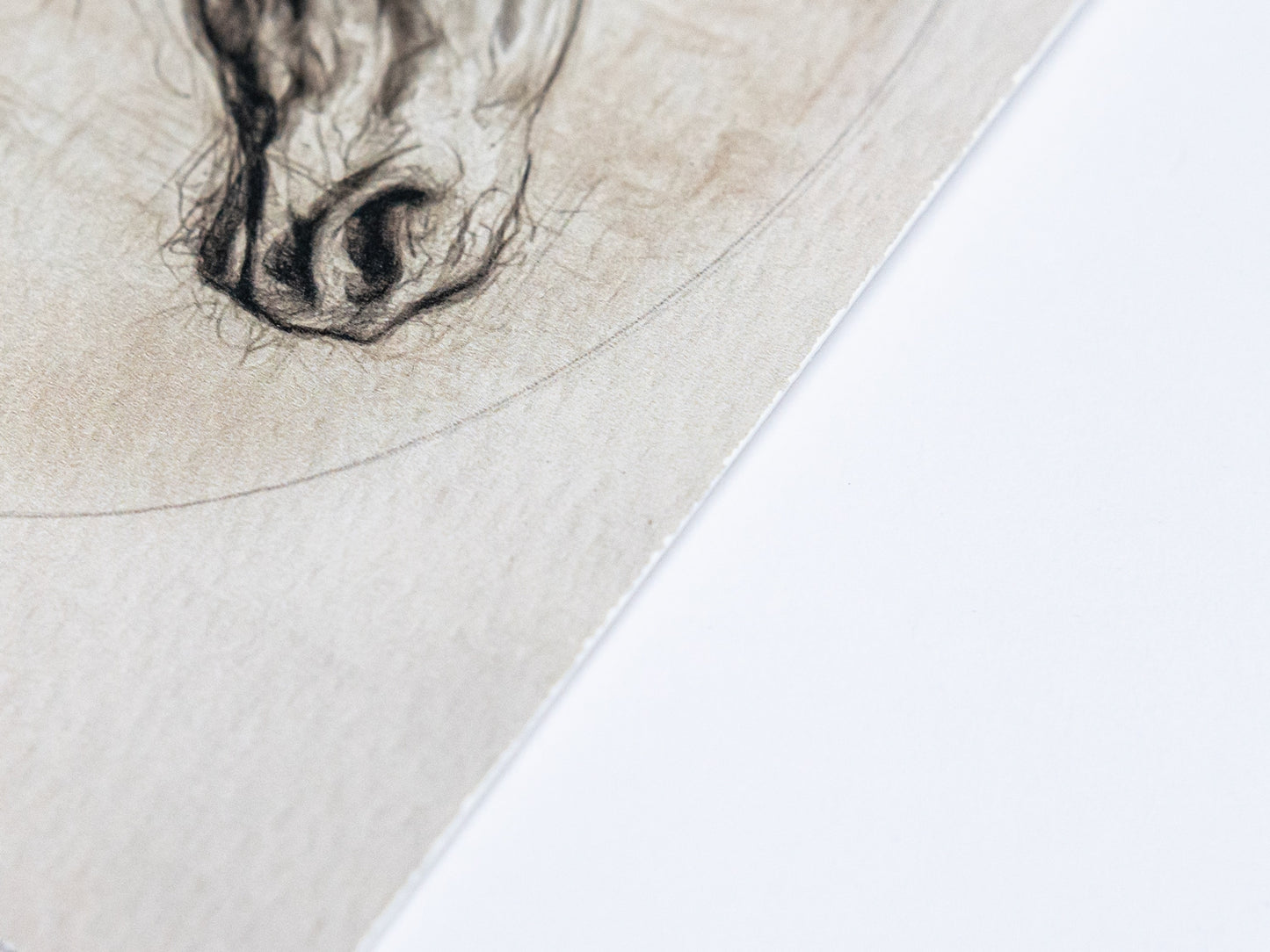 Traditional horse portrait sketch with fine detail and soft shading, suited for English country interiors.