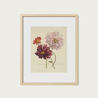 Dahlia Botanical Floral Study Oil Painting Art Print