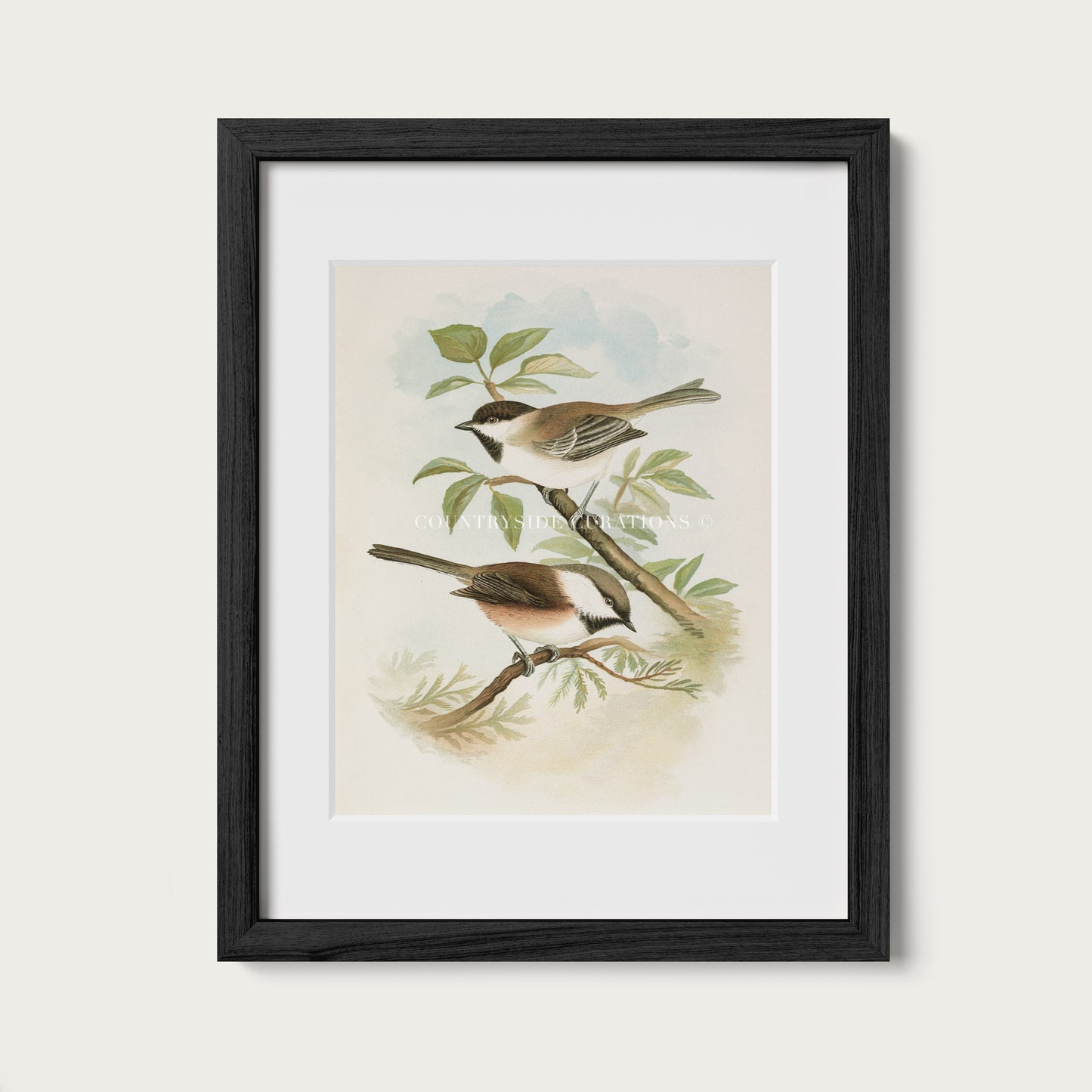 Vintage Bird Illustration Chickadee Wall Art Print