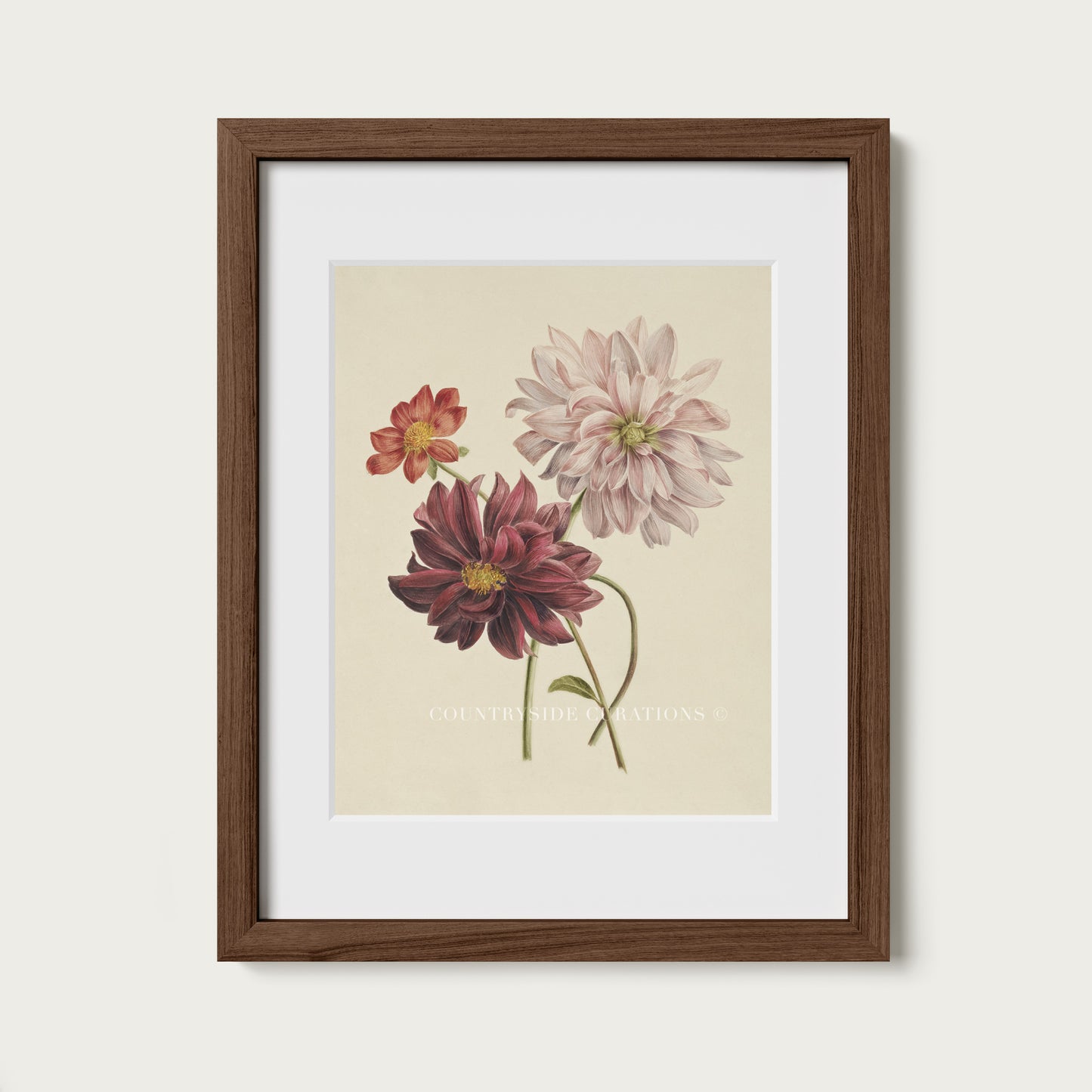 Dahlia Botanical Floral Study Oil Painting Art Print