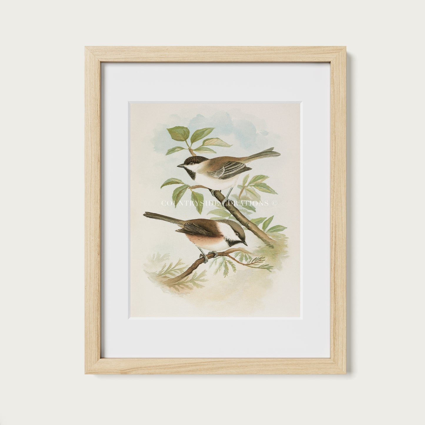 Vintage Bird Illustration Chickadee Wall Art Print
