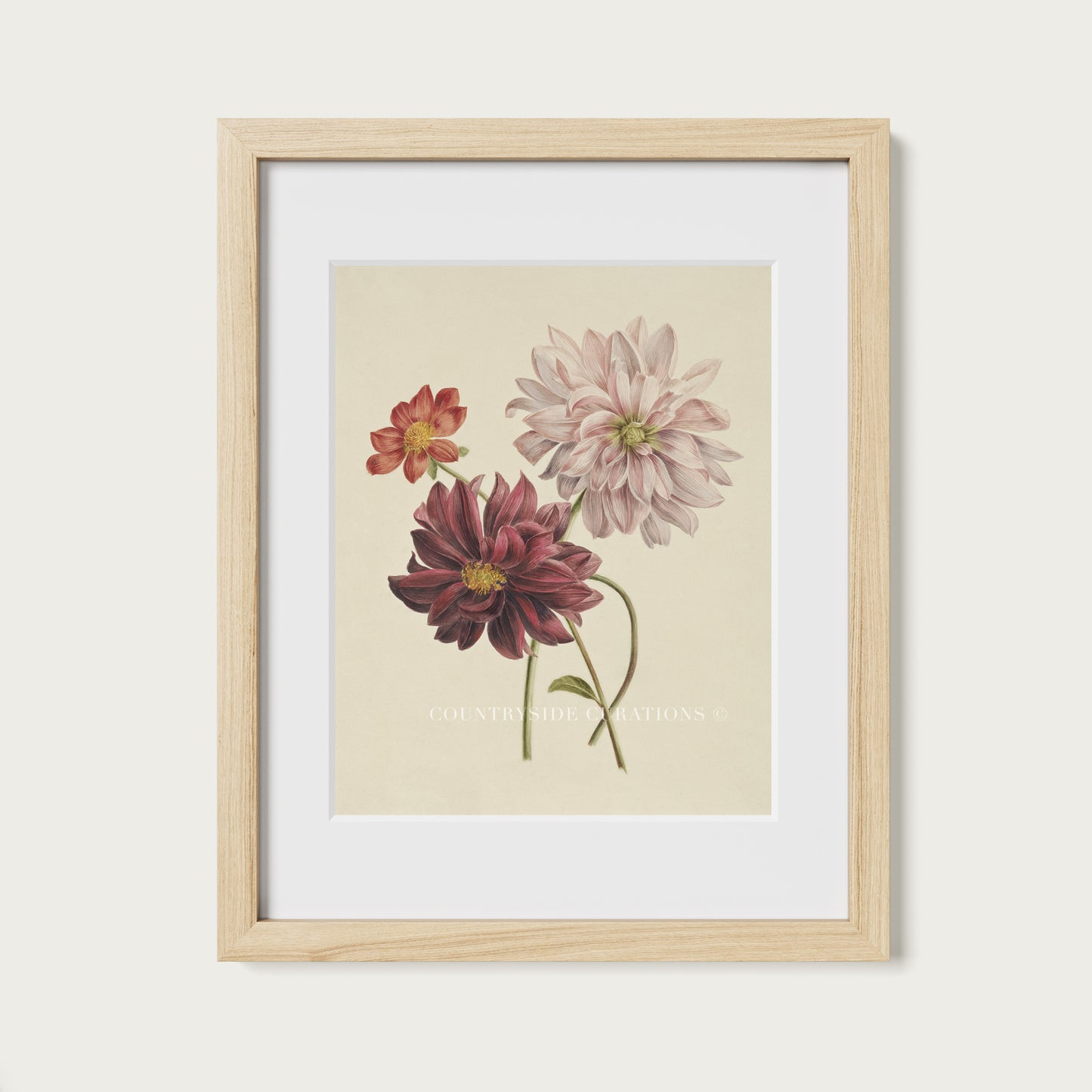 Dahlia Botanical Floral Study Oil Painting Art Print