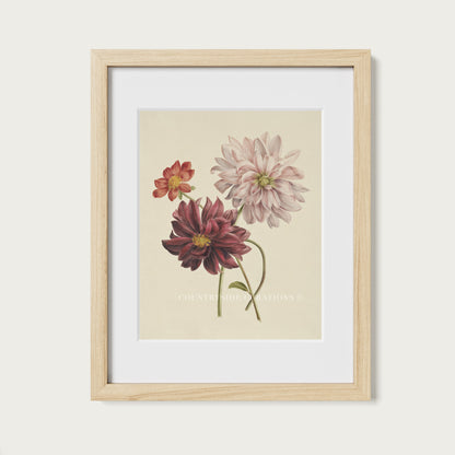 Dahlia Botanical Floral Study Oil Painting Art Print