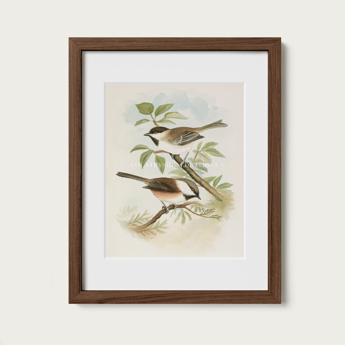Vintage Bird Illustration Chickadee Wall Art Print