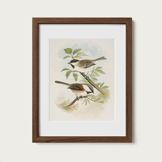 Vintage Bird Illustration Chickadee Wall Art Print