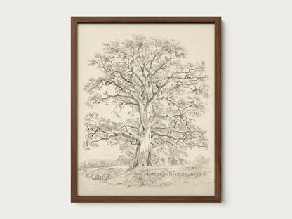 Old Oak tree is framed vintage wall art featuring a detailed pencil sketch of a large tree with spreading branches and a textured trunk, in a dark wooden frame.