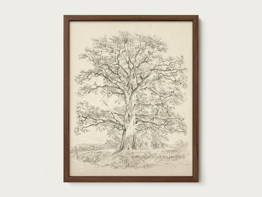 Old Oak tree is framed vintage wall art featuring a detailed pencil sketch of a large tree with spreading branches and a textured trunk, in a dark wooden frame.