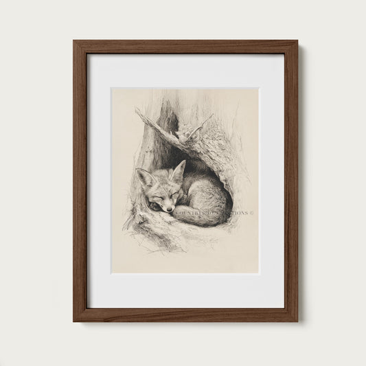 Fox Sketch Wall Art Sleeping Woodland Burrow Print