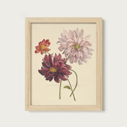 Dahlia Botanical Floral Study Oil Painting Art Print