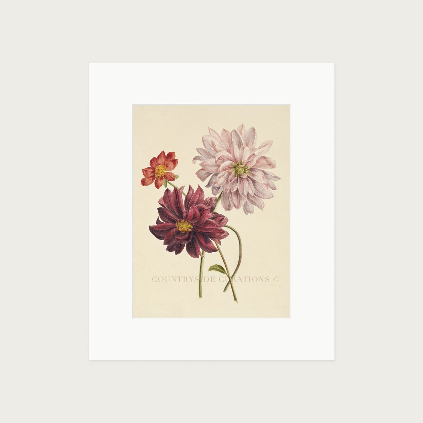 Dahlia Botanical Floral Study Oil Painting Art Print