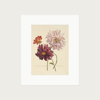 Dahlia Botanical Floral Study Oil Painting Art Print