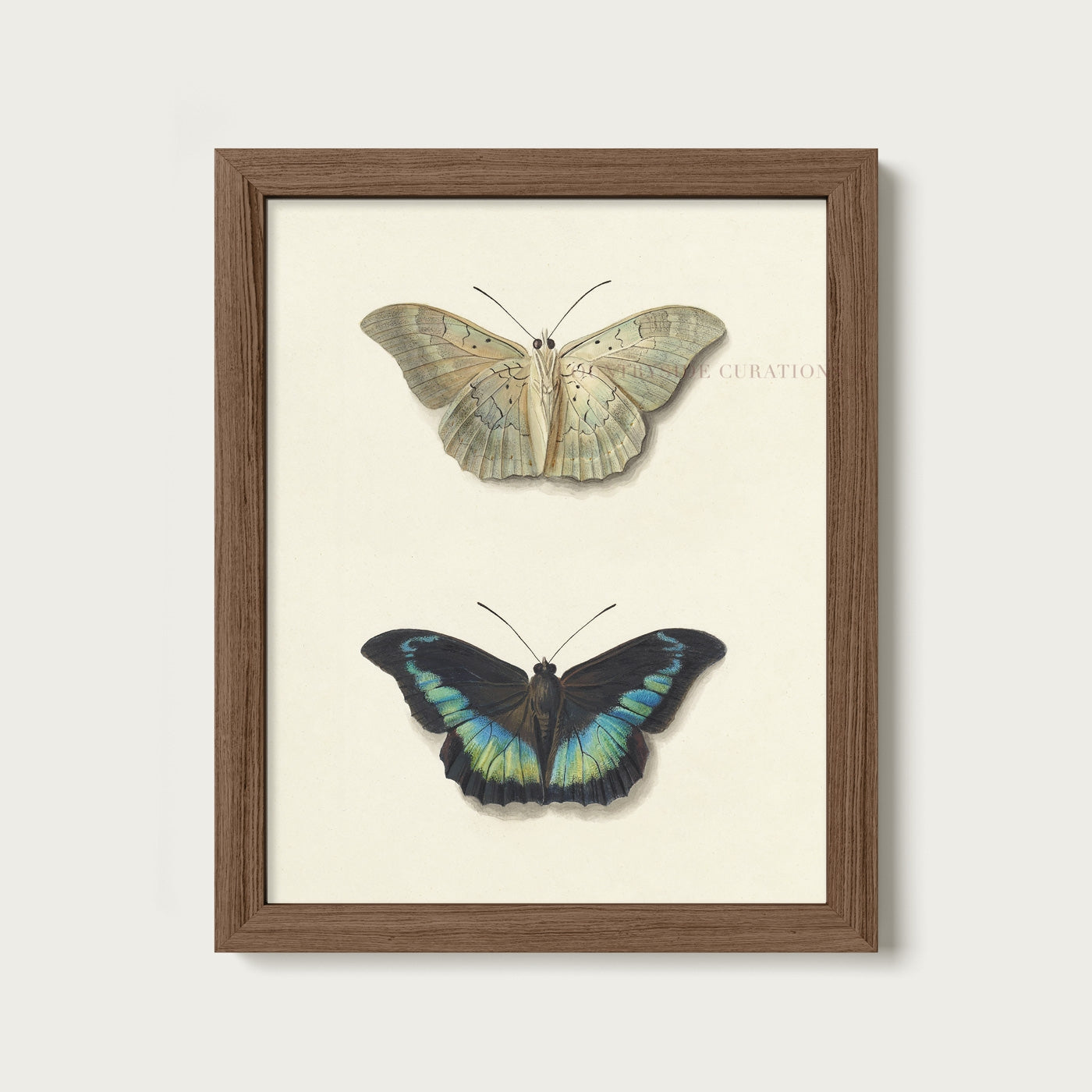 Metamorfosis: un estudio naturalista
