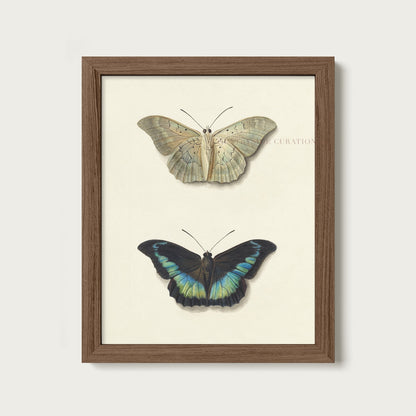 Metamorfosis: un estudio naturalista