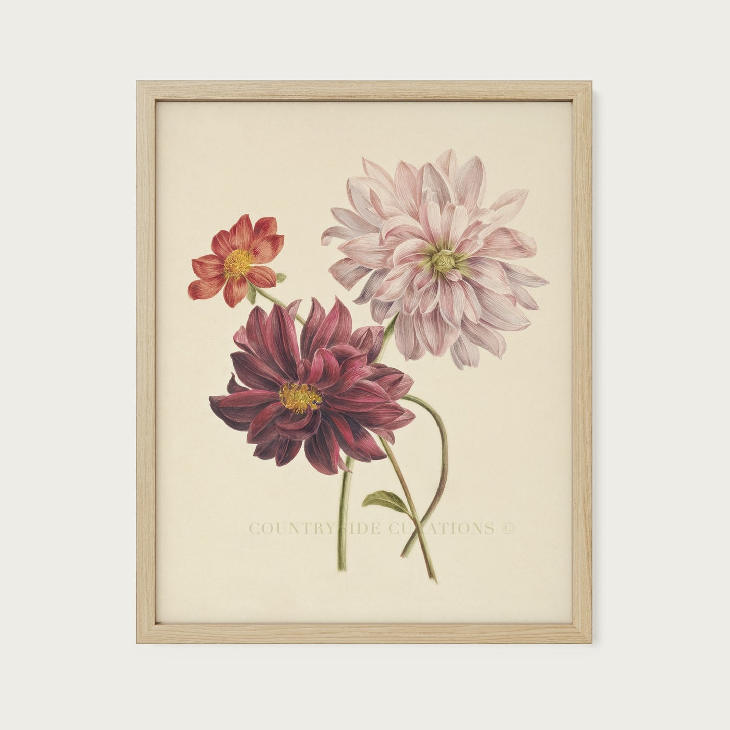 Dahlia Botanical Floral Study Oil Painting Art Print