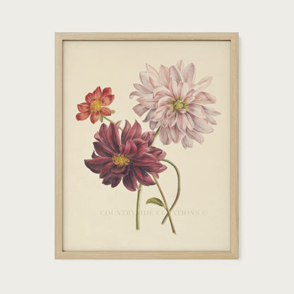 Dahlia Botanical Floral Study Oil Painting Art Print