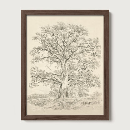Old Oak tree is framed vintage wall art featuring a detailed sketch of a large tree with spreading branches and a textured trunk, set on a cream mat in a dark wooden frame.