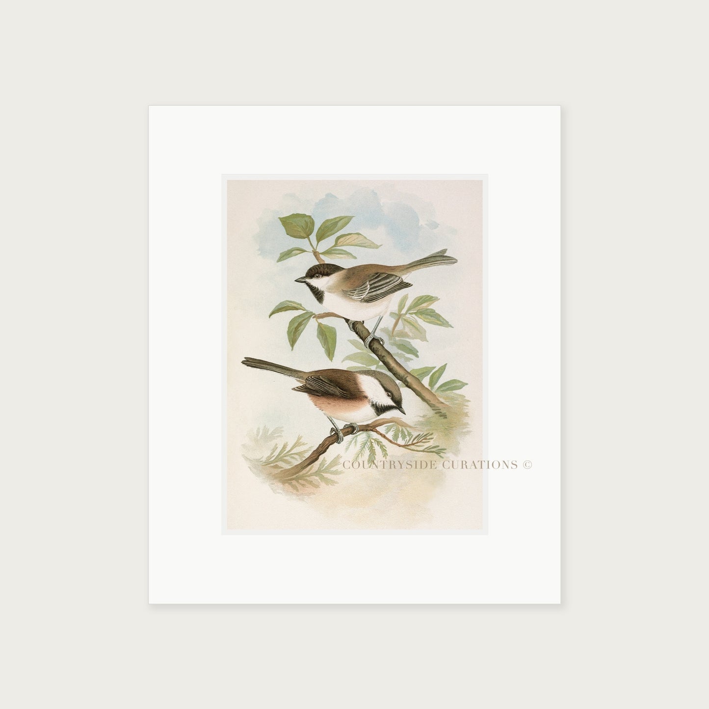 Vintage Bird Illustration Chickadee Wall Art Print