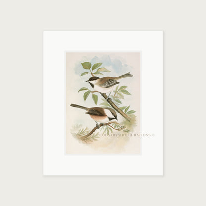 Vintage Bird Illustration Chickadee Wall Art Print