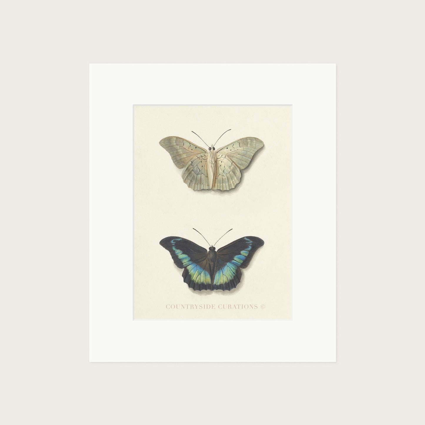 Metamorfosis: un estudio naturalista