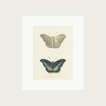 Metamorfosis: un estudio naturalista