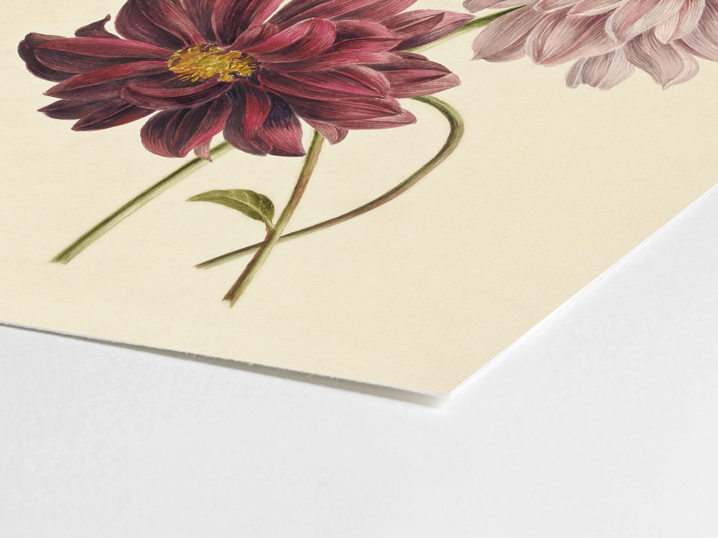 Dahlia Botanical Floral Study Oil Painting Art Print