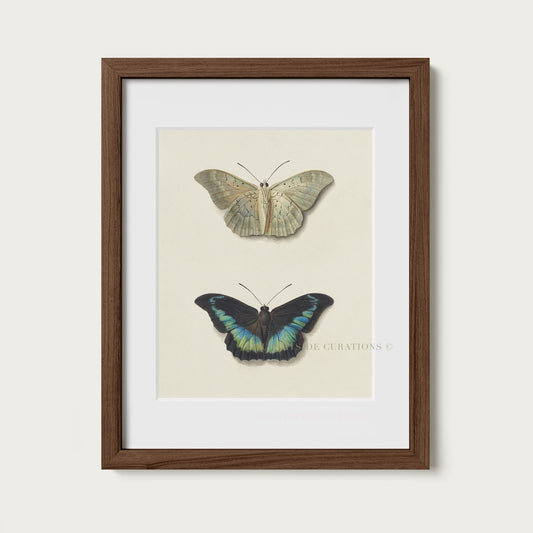 Vintage Butterfly Illustration Print Neutral Specimen Art