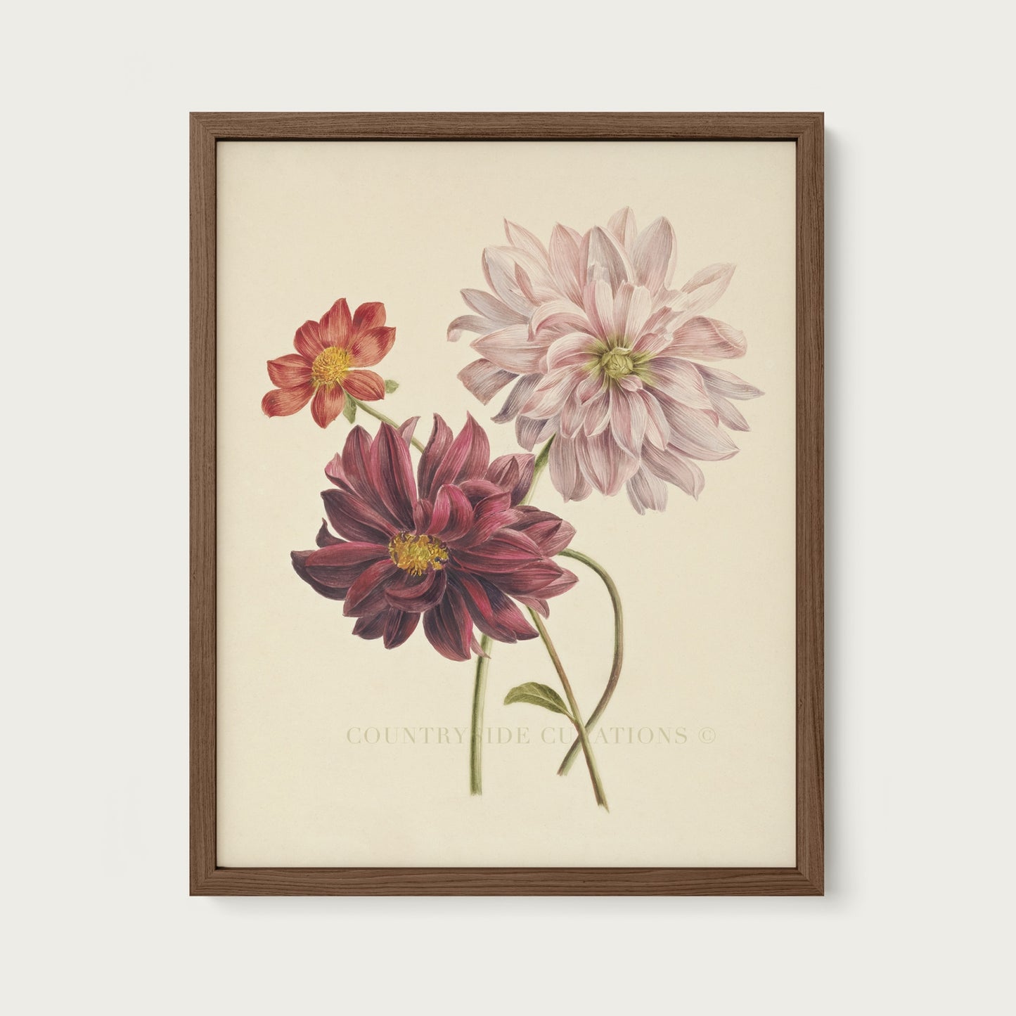 Dahlia Botanical Floral Study Oil Painting Art Print