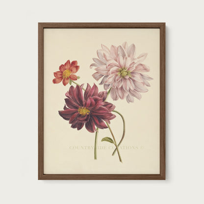 Dahlia Botanical Floral Study Oil Painting Art Print