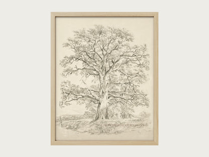 Old Oak tree is framed vintage wall art featuring a detailed sketch of a large tree with spreading branches and a textured trunk, set on a cream mat in a dark wooden frame.