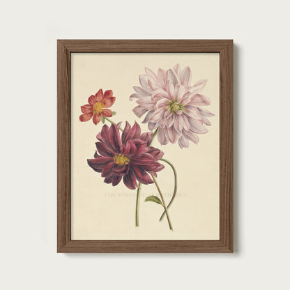 Dahlia Botanical Floral Study Oil Painting Art Print