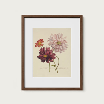 Dahlia Botanical Floral Study Oil Painting Art Print