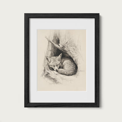 Fox Sketch Wall Art Sleeping Woodland Burrow Print