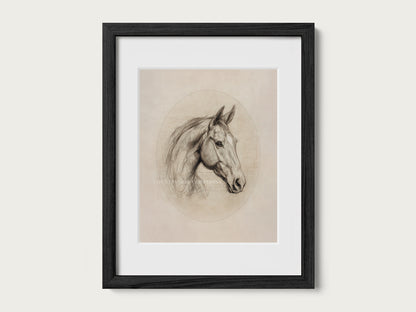 Equestrian horse portrait drawing with delicate pencil lines and neutral background in a timeless composition.