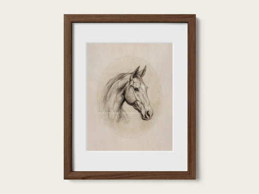 Antique style horse sketch print showing detailed facial features and soft shading in a refined study.