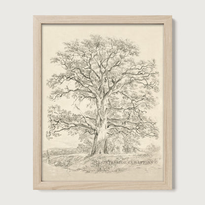 Vintage pencil sketch of a large oak tree with detailed branches and soft landscape background in neutral tones.