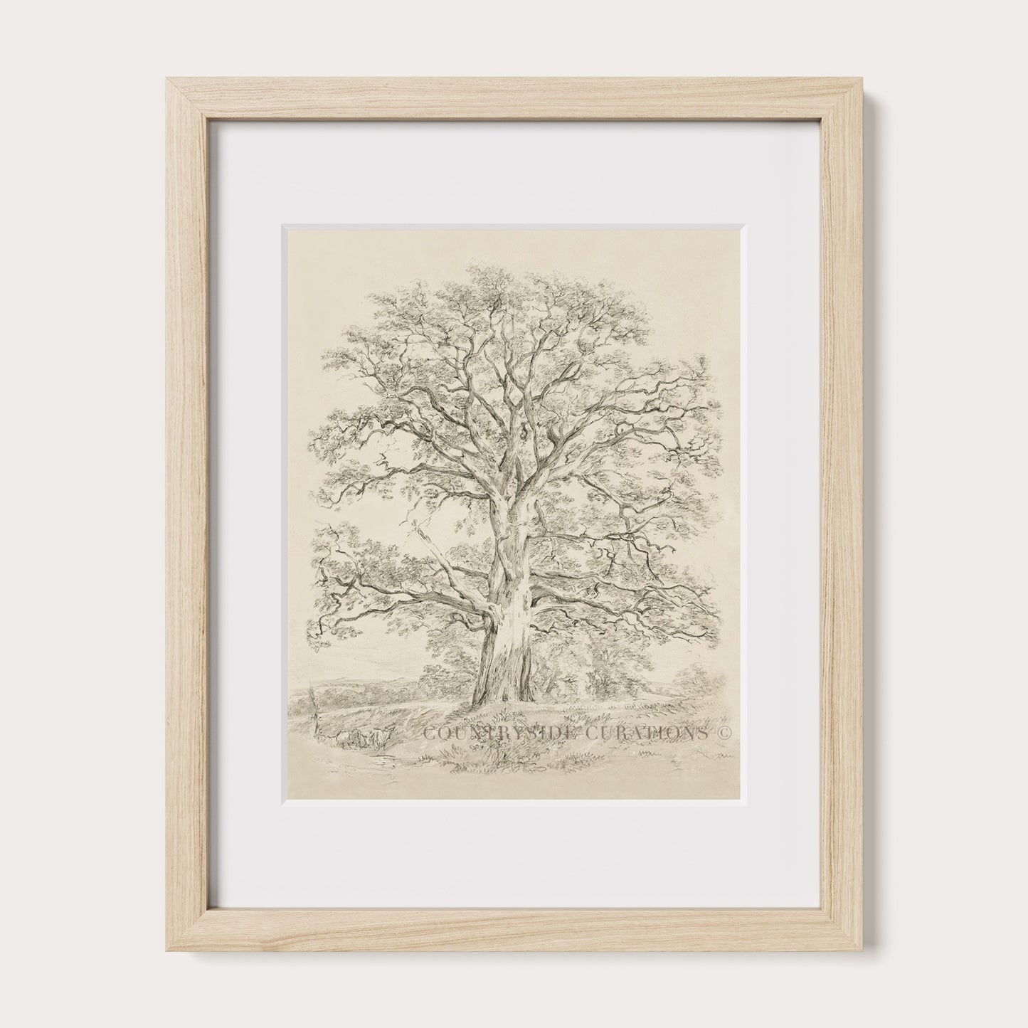 Antique style oak tree drawing showing intricate branch structure and natural form in a minimal countryside setting.