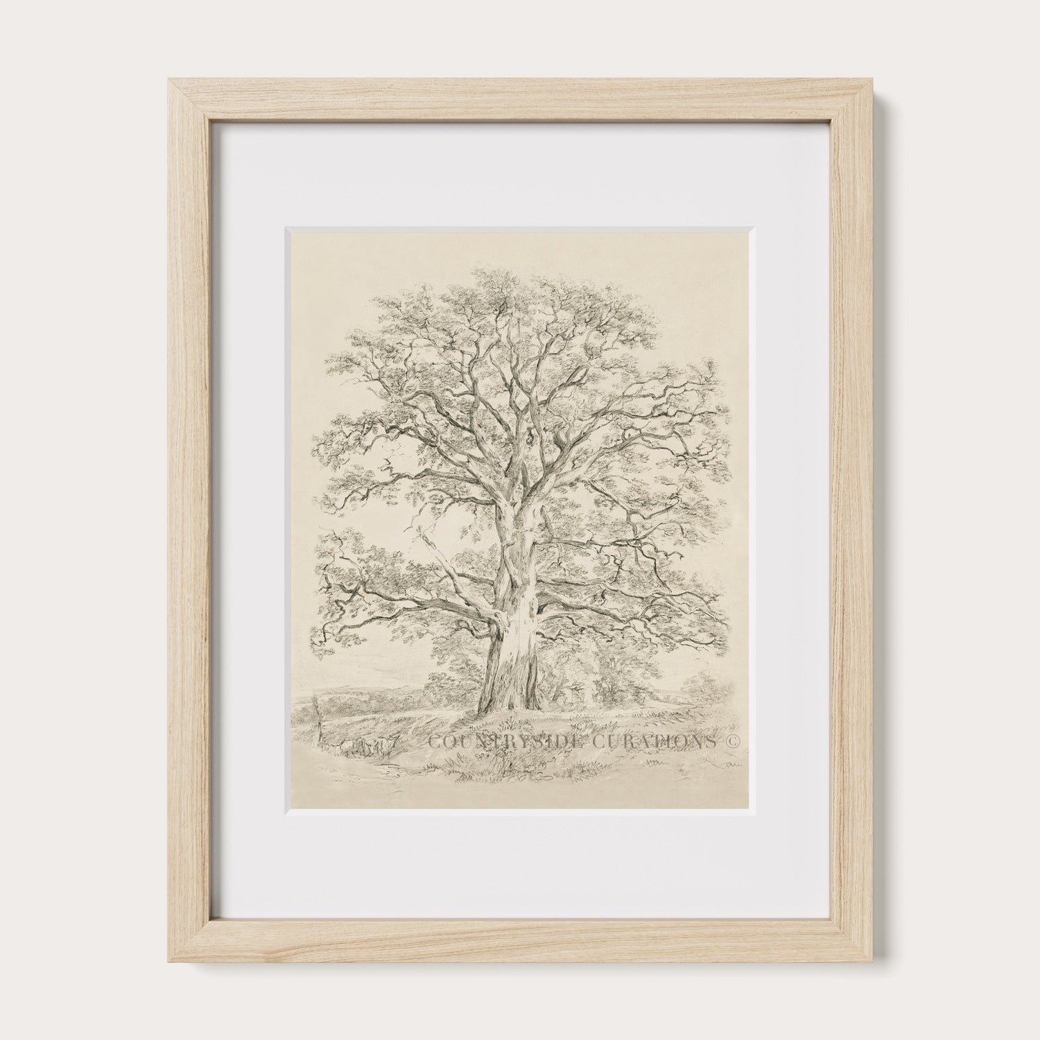 Antique style oak tree drawing showing intricate branch structure and natural form in a minimal countryside setting.
