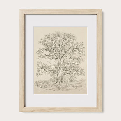 Antique style oak tree drawing showing intricate branch structure and natural form in a minimal countryside setting.