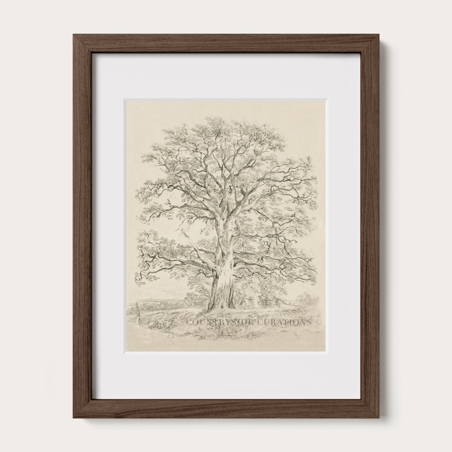 Minimalist tree drawing of a mature oak with spreading branches and soft pencil shading in a vintage style.