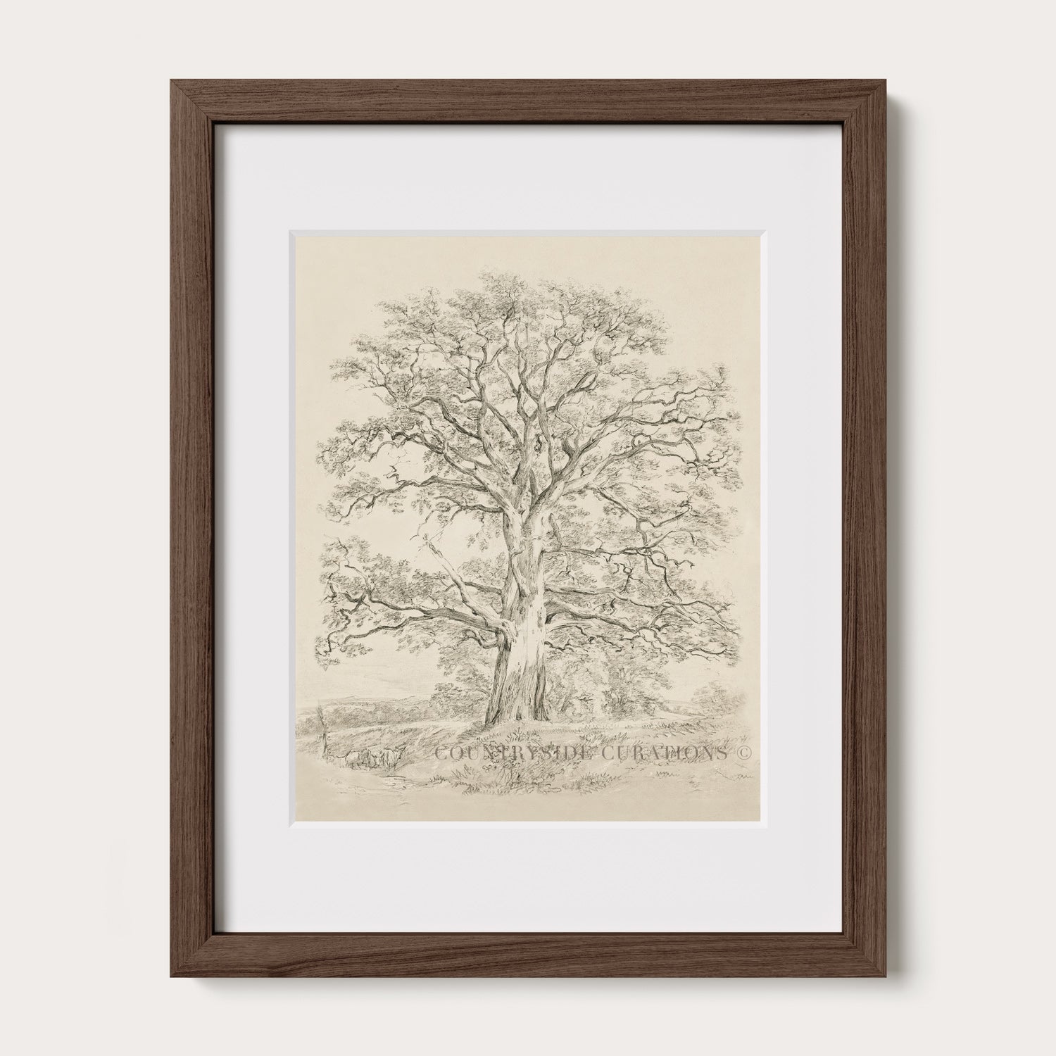 Minimalist tree drawing of a mature oak with spreading branches and soft pencil shading in a vintage style.
