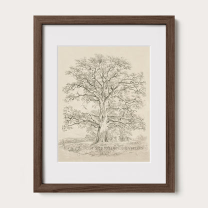 Minimalist tree drawing of a mature oak with spreading branches and soft pencil shading in a vintage style.